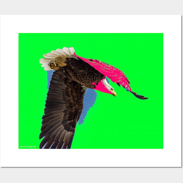 Eagle Flying Free - Fine Art Photo Tee Shirt Wall Art by PeteHendleyPhotography